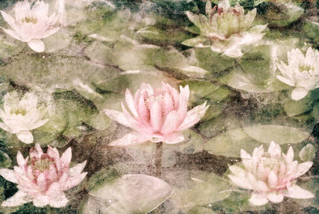 lotusflowers